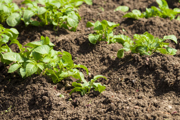 Kartoffelbeet im Garten