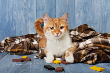 Fototapeta na wymiar Ginger cat lays on plaid blanket