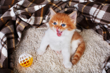 Plakat Red orange kitten at blue wood