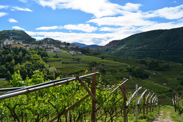 Fototapeta premium Stepped rows of vineyards in Trento