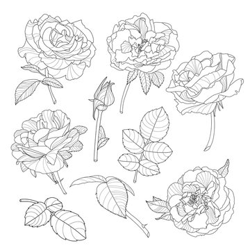 Set of vector isolated rose flowers. Black and white outline hand drawn rose flowers. Beautiful floral design elements.  