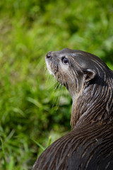 European Otter Latin name Lutra lutra