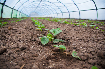 Young plants in greenhouse