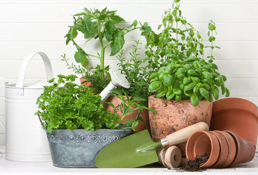 Kräuter- und Pflanzentöpfe mit Gießkanne und Gartenwerkzeug