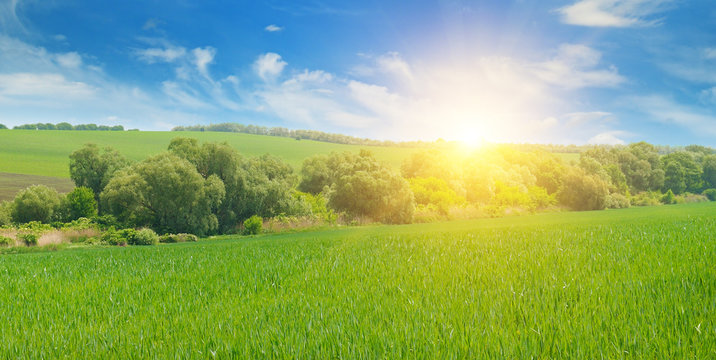 wheat field and sunrise in the blue sky