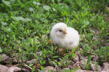 cute fluffy chicken walking on green grass