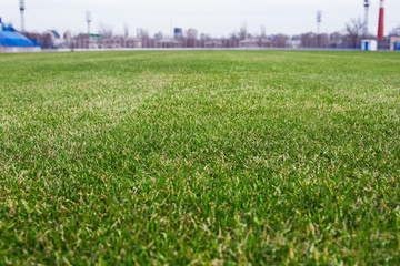 Grass on the football field