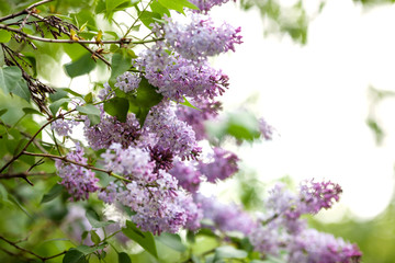Obraz premium Lush purple lilac branch