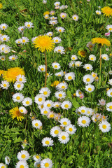 Daisies and dandelions on a spring meadow.