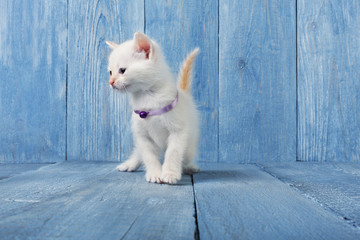 White kitten at blue wood