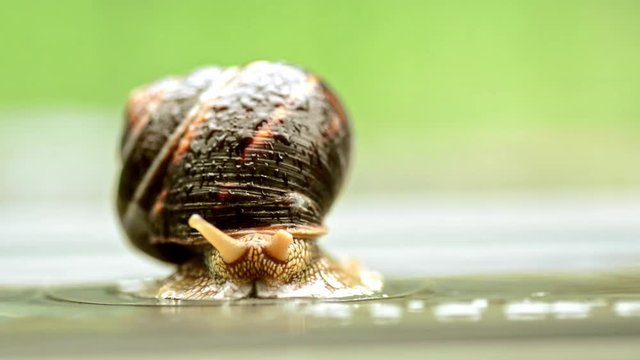 Snail on nice spring rainy day