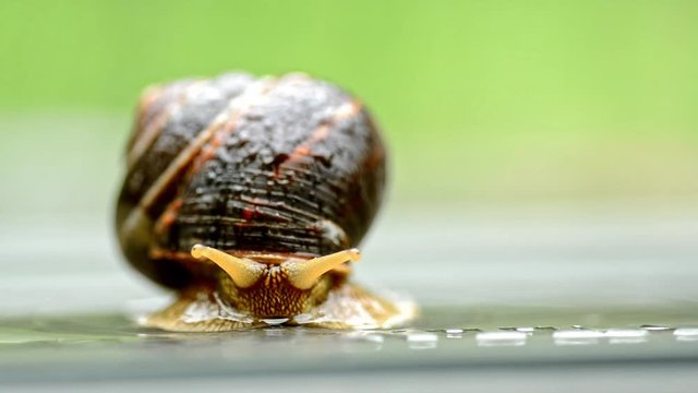 Snail on nice spring rainy day