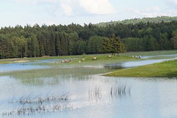 Stawy z wyspą i dzikie konie © klumb
