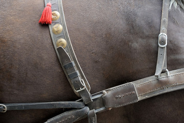 Sports horses in ammunition before competitions. Portrait of a s
