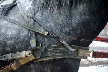 Sports horses in ammunition before competitions. Portrait of a s