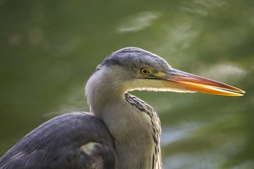 Grey Heron (Ardea cinerea)