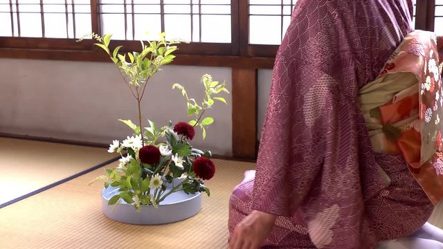 華道／生け花をする着物姿の女性の後ろ姿