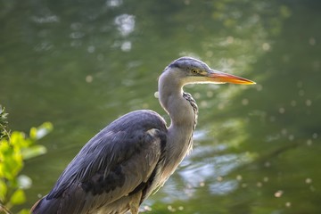 Grey Heron (Ardea cinerea)