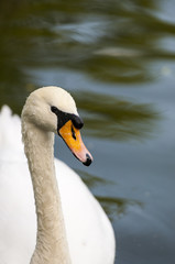 White swan