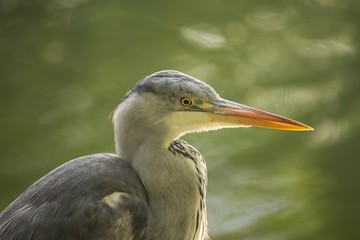 Grey Heron (Ardea cinerea)