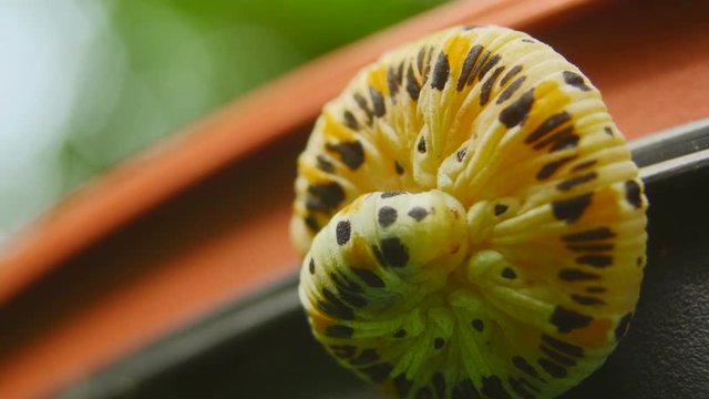 Worm cocoon
