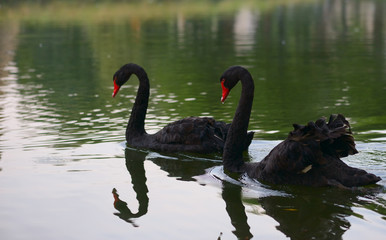 Swimming two black swans on a lake