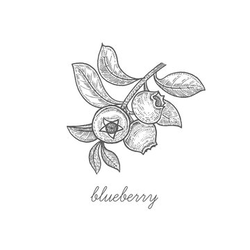 Vector illustration of berry blueberries.