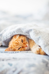 Leuke gemberkat die in bed onder een deken ligt. Pluizig huisdier comfortabel in slaap gevallen. Gezellige huisachtergrond met grappig huisdier.
