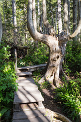 Hiking pathway in Cape Flattery, Washington.