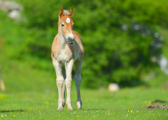 Naklejka na ściany i meble little foal in the meadow