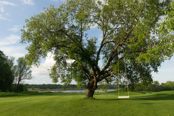 Obraz premium Homemade swing, no decor, mounted on old willow tree.