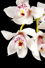 white cymbidium orchid flowers