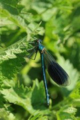 Libelle