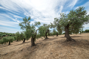 Fototapeta premium Olive trees in morning sunny day