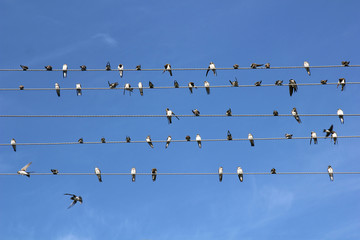 Birds on wires