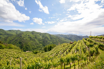 Hilly vineyards in early summer in Italy, Europe