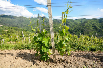 Vineyards with grape vines in early summer in Italy