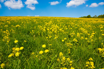 Field with yellow  flower dandelions to the horizon. Rural views to the flower meadow and the blue sky. Pastoral panorama of nature summer. Undulating terrain. Beautiful landscape of a Sunny day. 