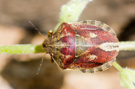 Tortoise shieldbug (Eurygaster testudinaria). True bug in the family Pentatomidae, showing brighter red of two typical colour forms