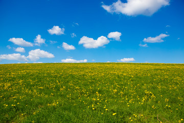 Rural views to the flower meadow and blue sky. Field with yellow dandelions to the horizon. Pastoral panorama of nature summer. Beautiful landscape of a Sunny day. 