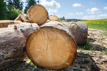 Logging in the village. Felled tree trunks in a pile. Logs are a bunch at the ranch. Background and texture of wood. 