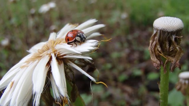 coccinelle

