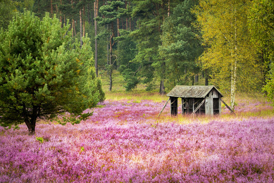 Heidebl&uuml;te bei Wilsede im Sp&auml;tsommer (L&uuml;neburger Heide)