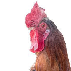 Cock, cockerel, rooster on white background. Head.