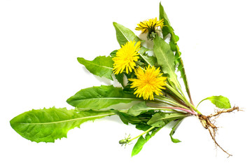 Medicinal plant dandelion on a white background - Powered by Adobe