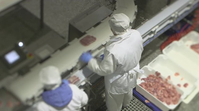 Conveyer belt workers sorting pork escalopes in boxes.