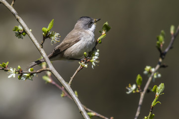 Klappergrasmücke (Sylvia curruca)
