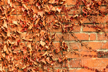 Red brick wall background and dry ivy leaves plants