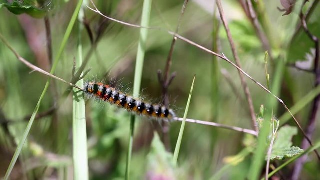 hairy yellow and black caterpillar in nature