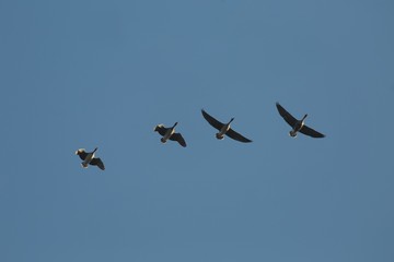 Geese Flying